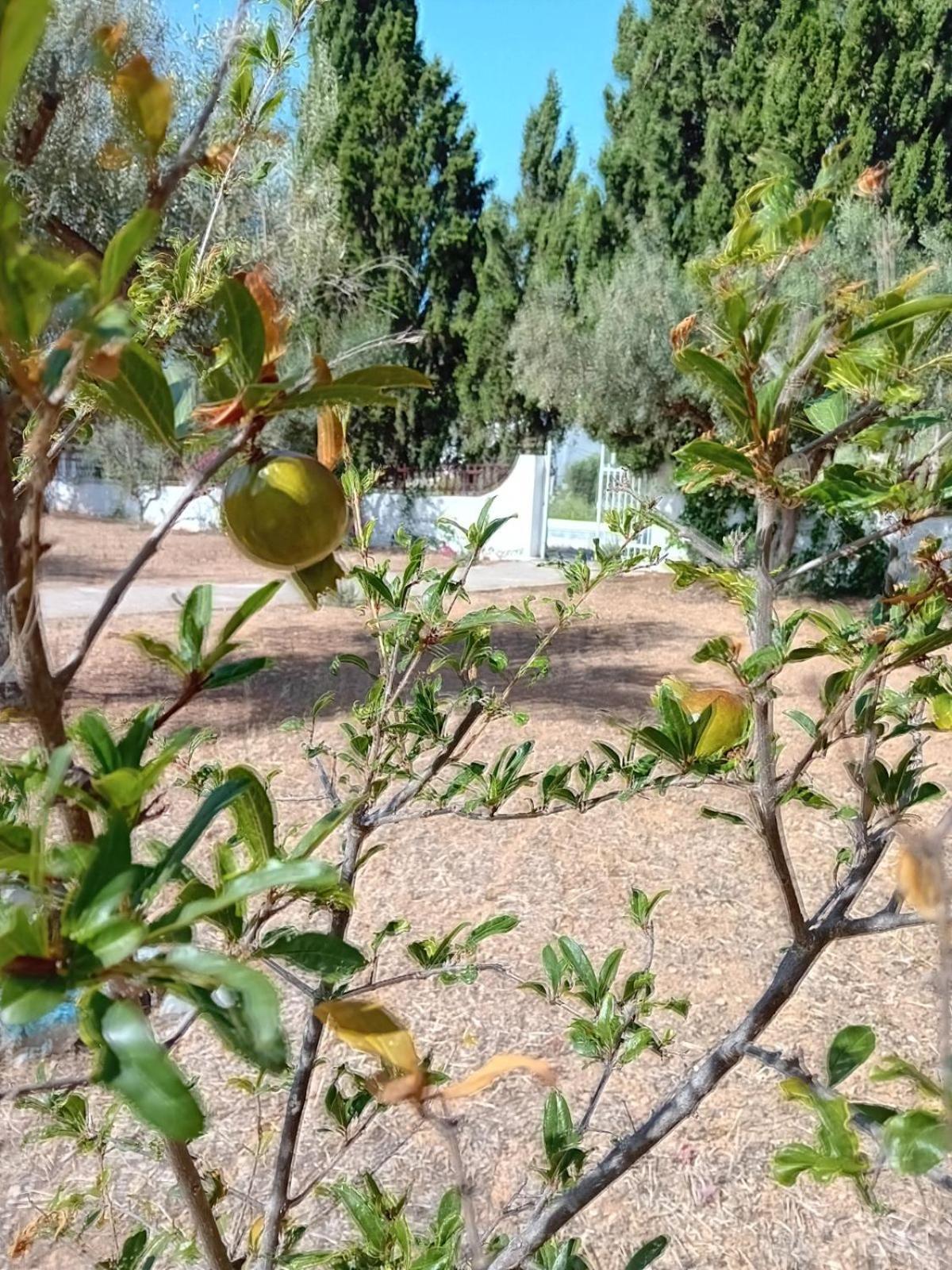 Ancora Spetses Town